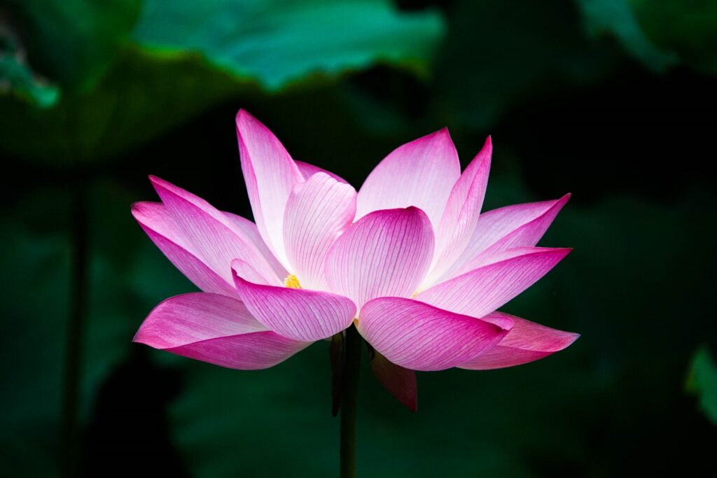 Lotusflower