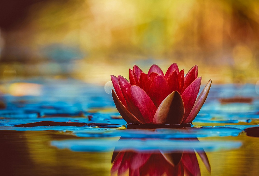 Lotus flower